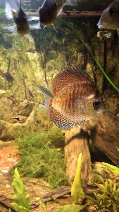 Ryby akwariowe młode