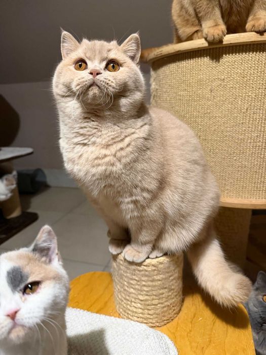 Piękny kremowy kocurek  brytyjski z legalnej hodowli Perła Południa