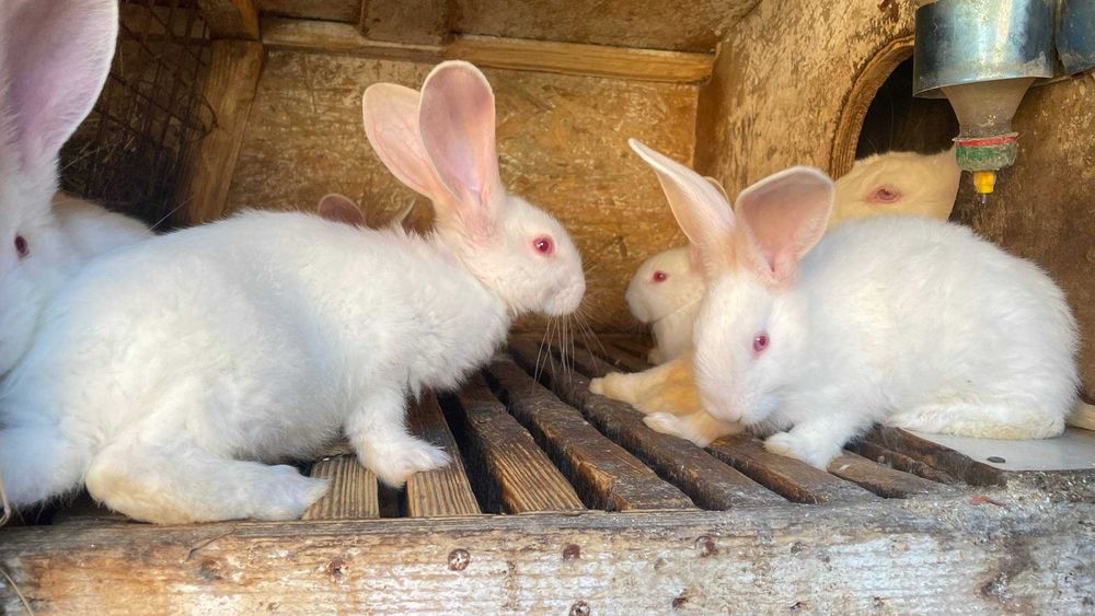 Кролі на Продаж — Молодняк, Розплід та На М’ясо