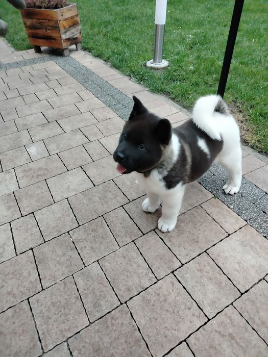 Akita Amerykańska   2,5 mca piesek