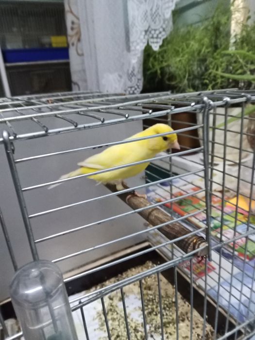 Kanarek koroniak niemiecki