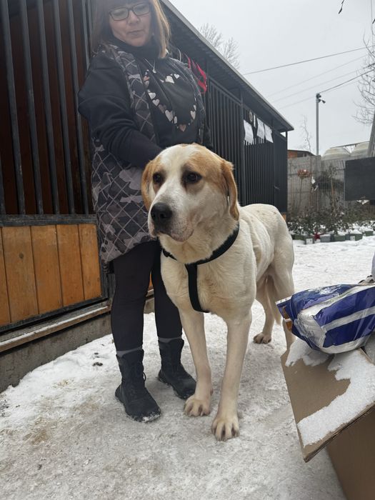 Kalis w typie owczarka srodkowoazjatyckiego