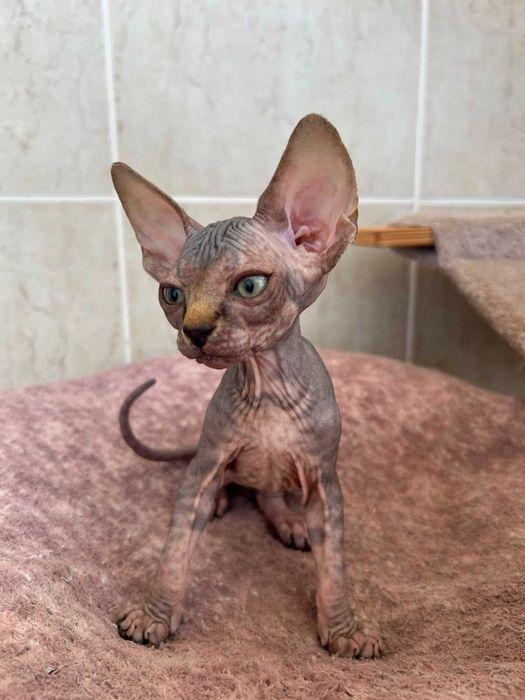 Sphynx Canadian gatinha