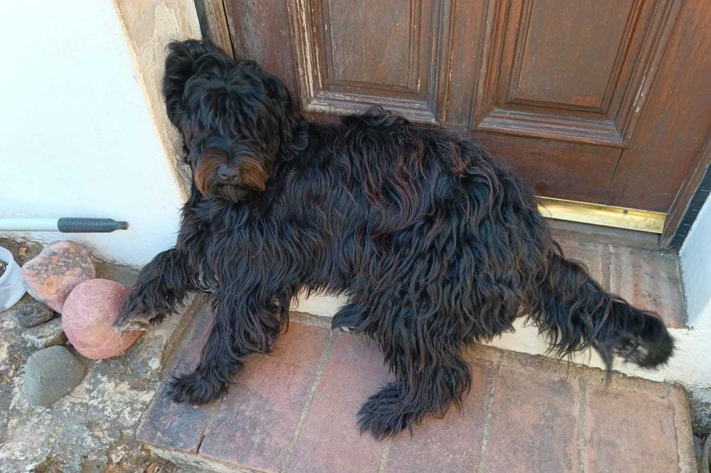 Cachorra cão de água