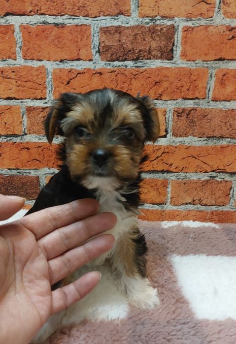 Dziewczynka yorkshire