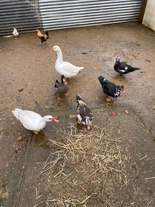 Patos mudos ainda não tem um ano