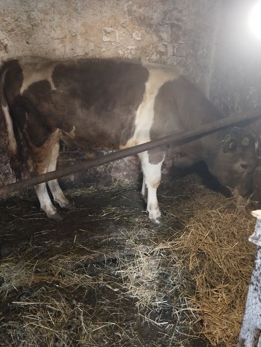 продається   бик