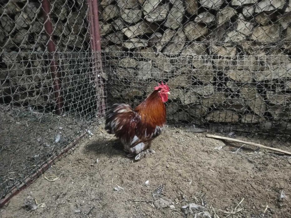 Kochin miniaturowy kogut