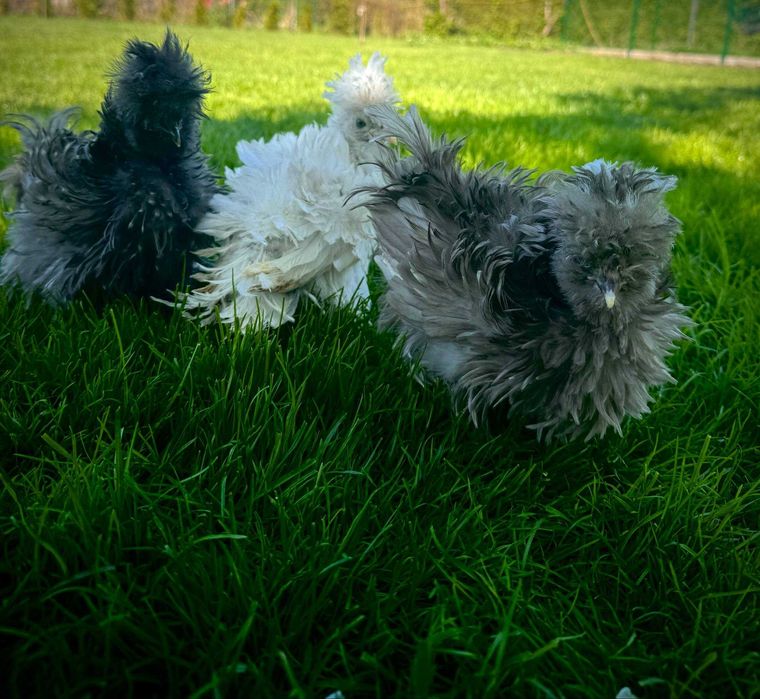 Jajka lęgowe siłka USA jedwabiste lub satyna