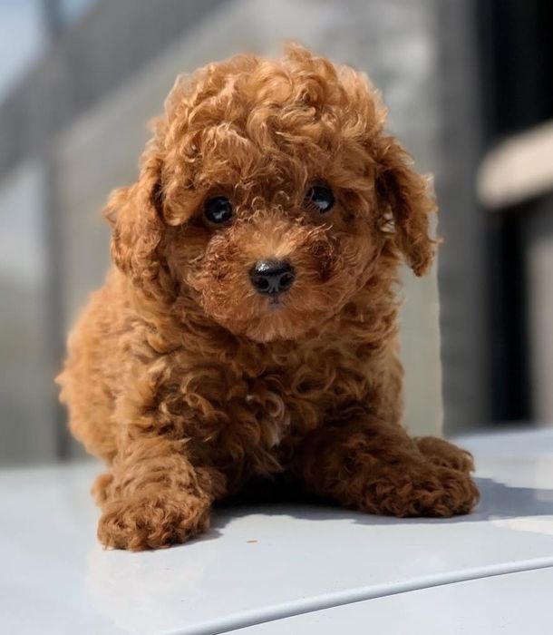 Солодкі той пудель