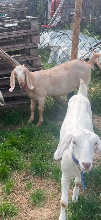 Koza anglonubijska samica