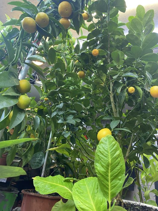 Клементин кумкват апельсин