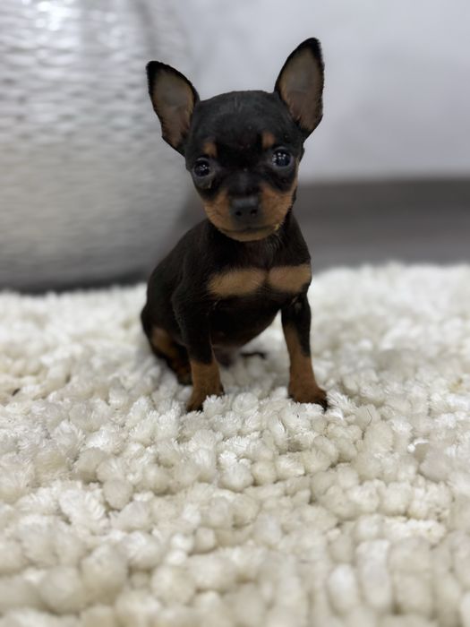 Pinscher miniatura min