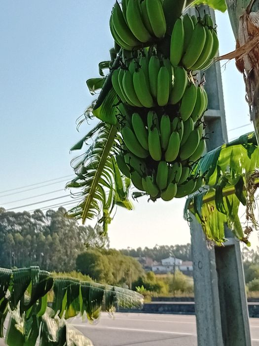 Bananeiras muito doces