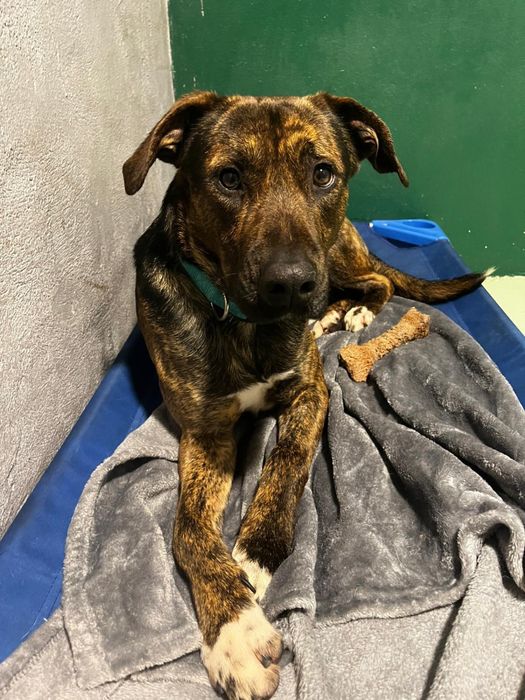 BROWNIE - cachorro para adoção responsável