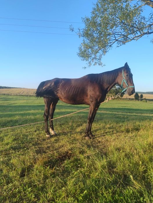 Klacz konia szlachetnego