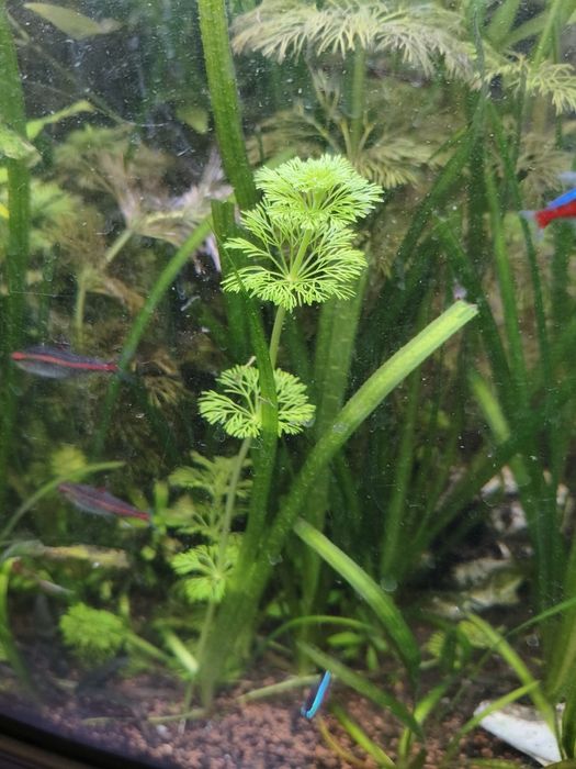 Podias de Limnophilia