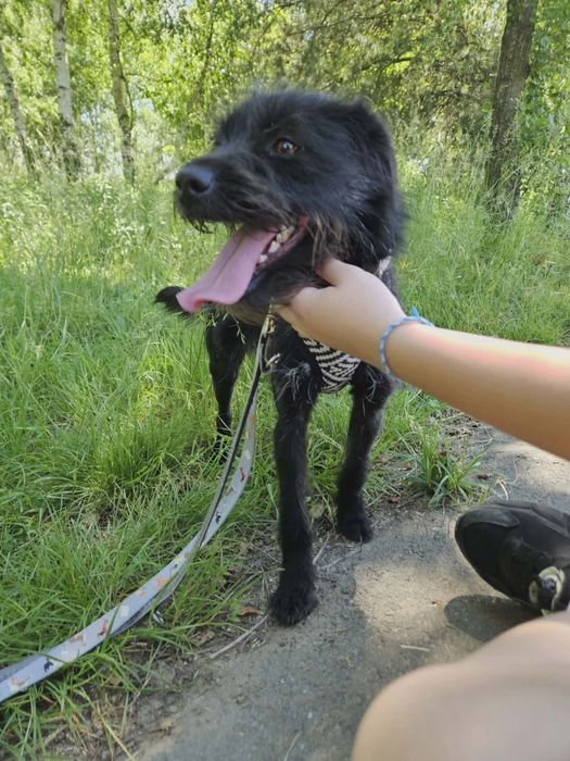 Mikro sunia młoda do adopcji