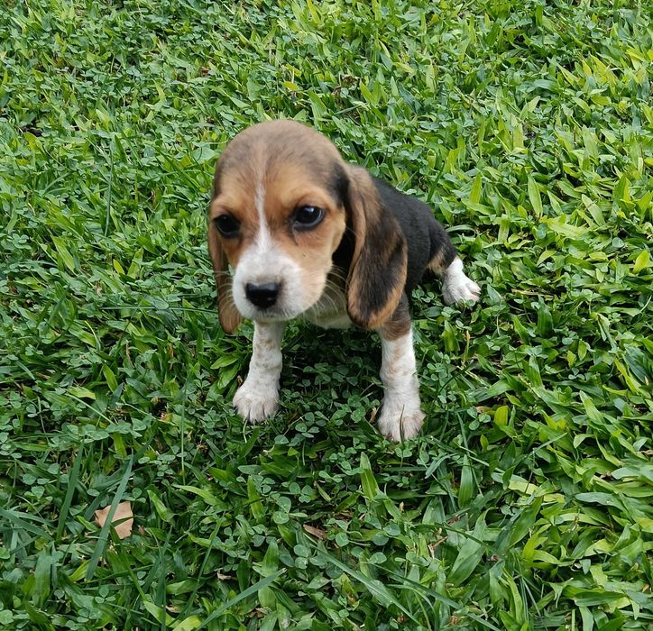 Beagle fêmea t + pequeno