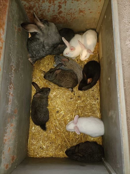 Venda de animais para criação ou abate
