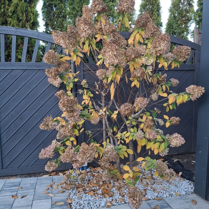 Hortensja  bukietowa 2metry