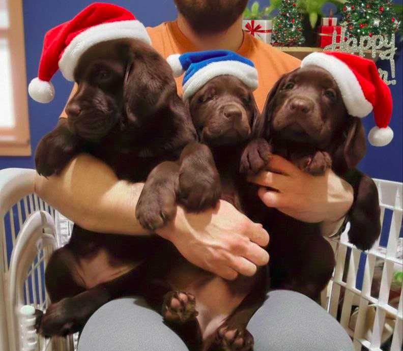 Шоколадки з документами КСУ-FCI