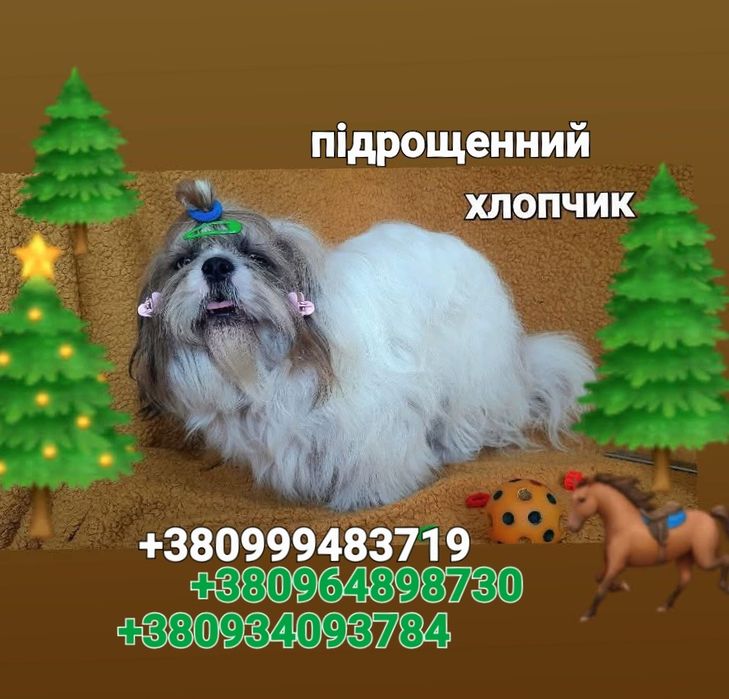 Класні , підрощені ши-тцу є дівчинка і хлопчик- ціна на кожного різна