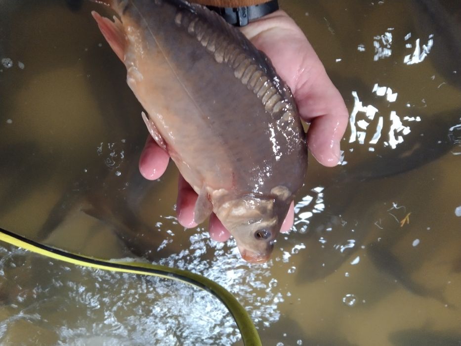 Jesiotr zarybieniowy