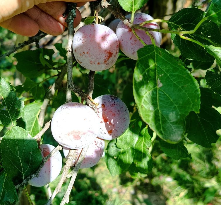 Борщова заправка, варення