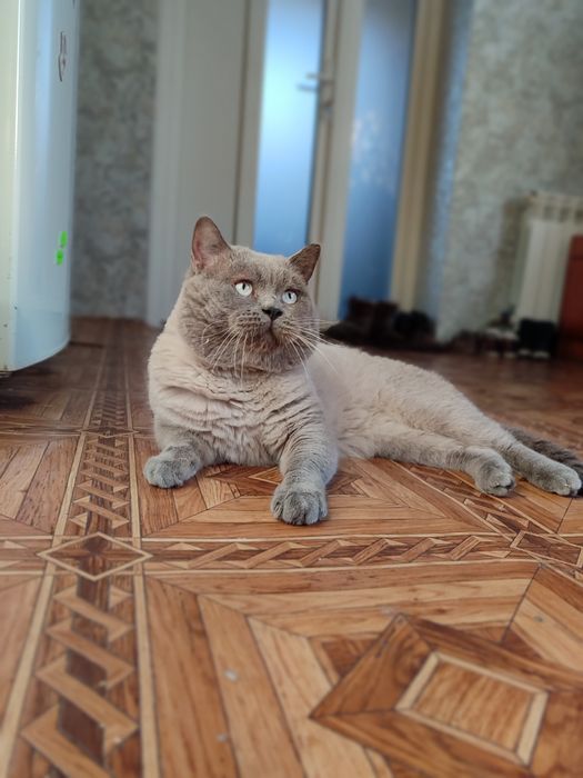 Шотландський прямовухий/в'язка