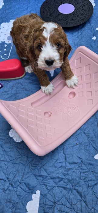 Cockapoo / Perfect