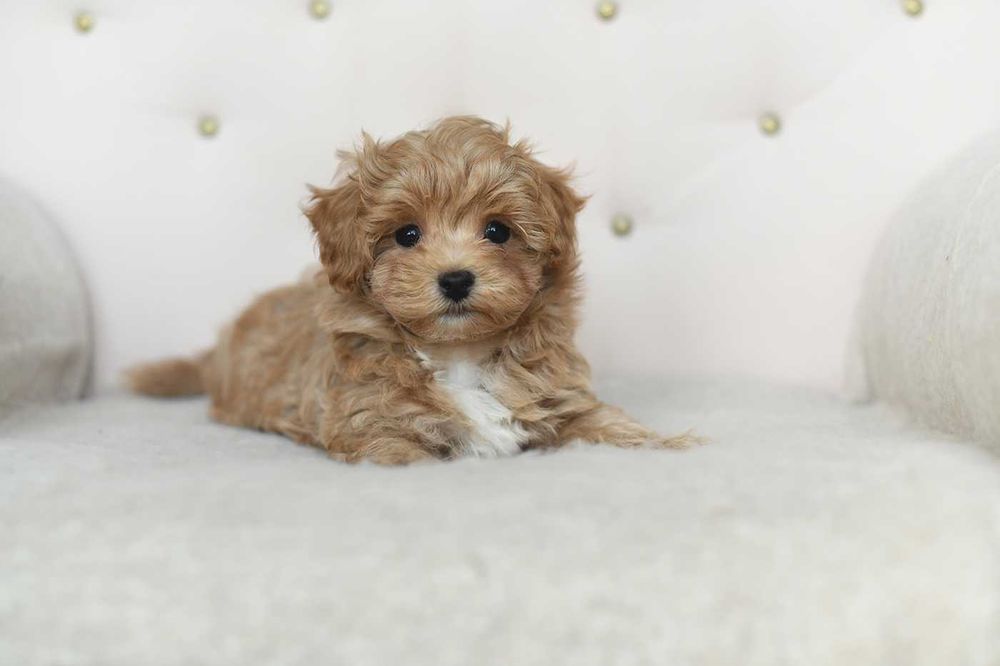Maltipoo-sliczny maluch