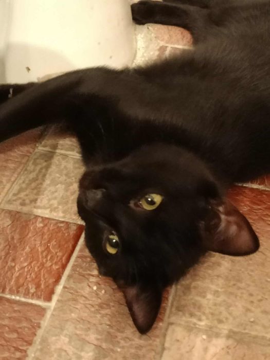 Młody kocurek po przejściach