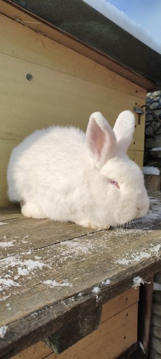 Samiec nowozelandzki biały