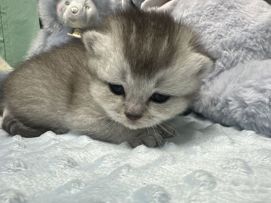 Gatinho britânico de cor ouro azul