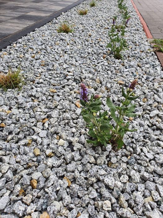 Kamień ozdobny, ogrodowy grys GRANIT DALMATYNCZYK 16-22 transport