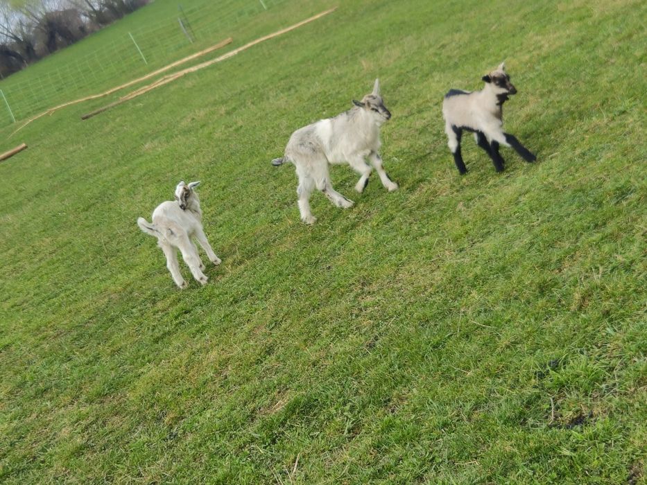 Sprzedam kozy z młodymi