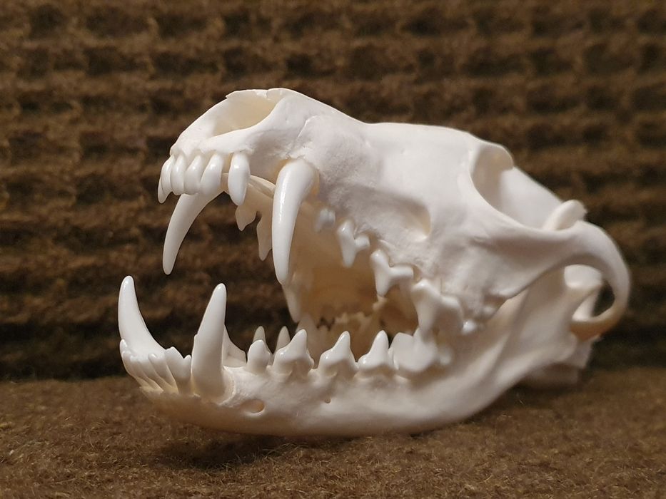 Naturalna, czaszka lisa rudego