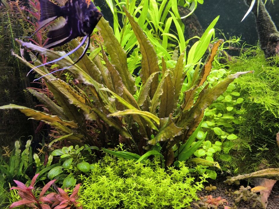 Roślina akwariowa Kryptokoryna Brown