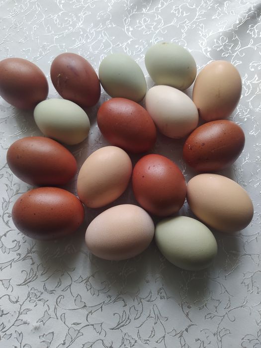 Продам інкубаційне яйце куряче.