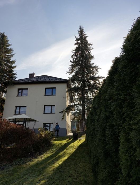 Wycinka Drzew Trudnych Sprzątnie Działek Cała Małopolska Szybki Termin