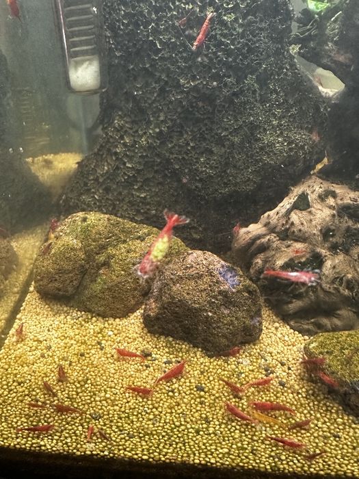 Vendo camarões neocaridina