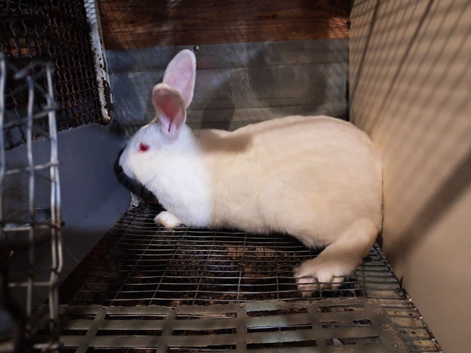 Белий Панон. Самеці та самики на племя. Кролики.