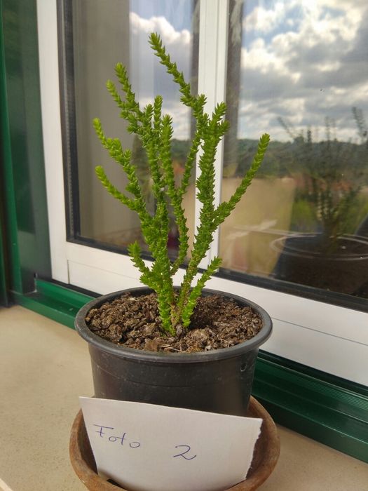 Suculentas. Ótimas para presentes.