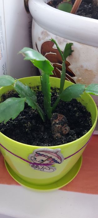 Цветок рождественник шлюмбергер