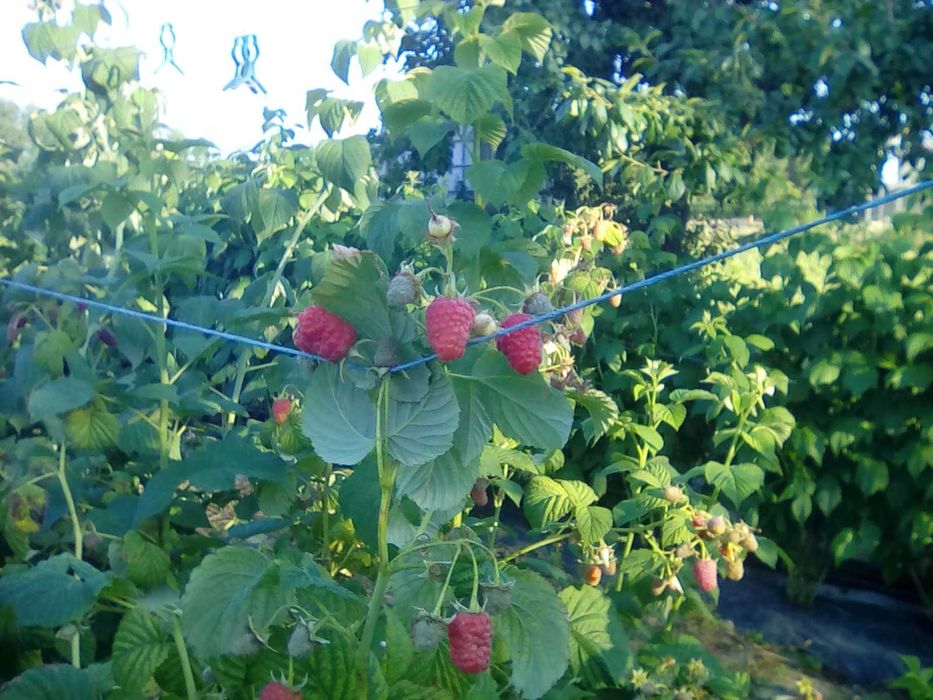 sok z malin oraz owoce maliny