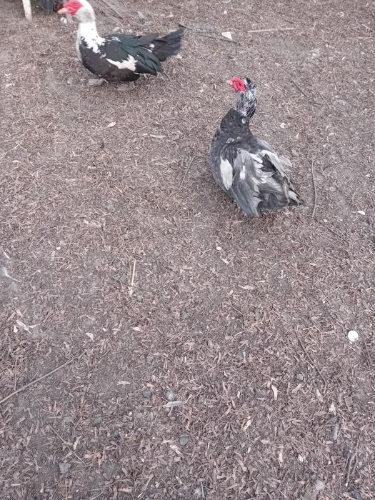 Kaczory piżmowe/zamiana lub sprzedaż