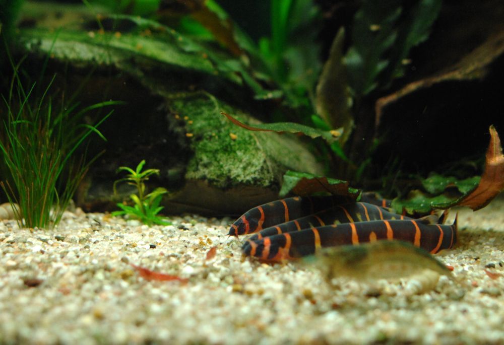 Акантофтальмус кюля рибка акваріумна