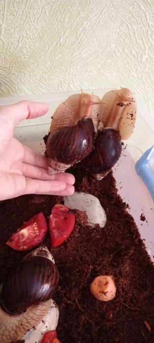 Равлики ахатини віддам безкоштовно