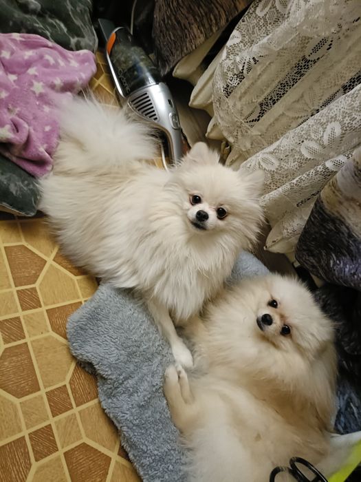 Жених Для Вязки Померанский шпиц документы Ксу